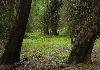 Bamboo Forest - Muthanga - Wayanad 